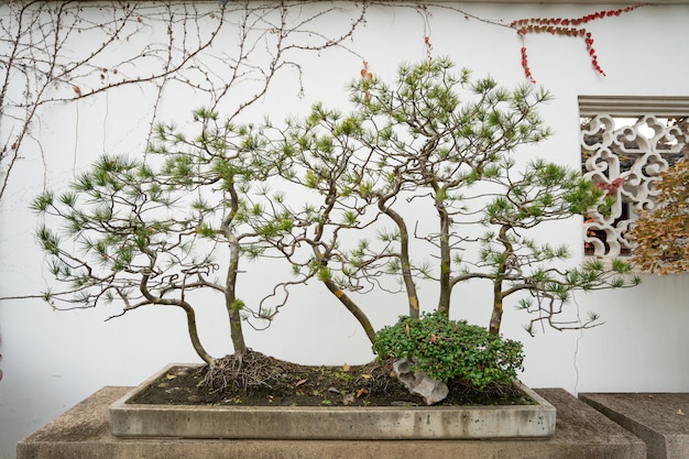 Foto bonsai nel giardino di suzhou, cina