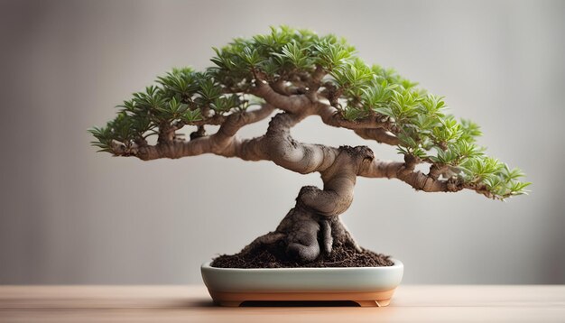 Photo bonsai tree in a bowl