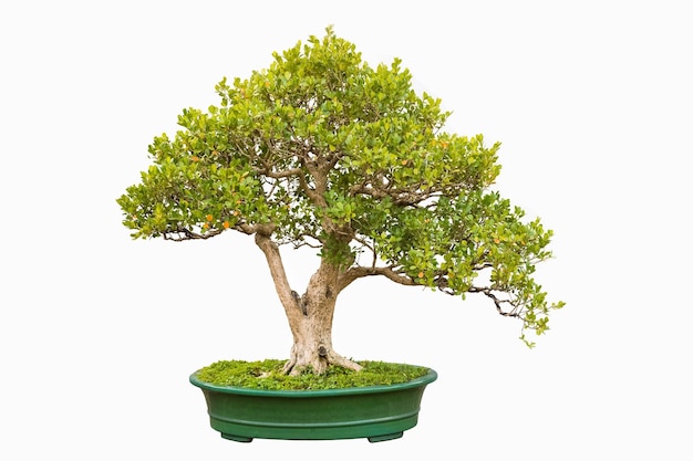 Bonsai tree of chinese littleleaf box with a white background