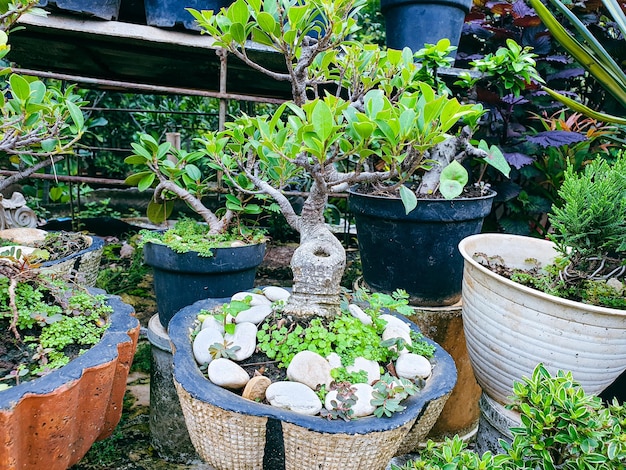 Bonsai tree in the garden background Green leaves texture background