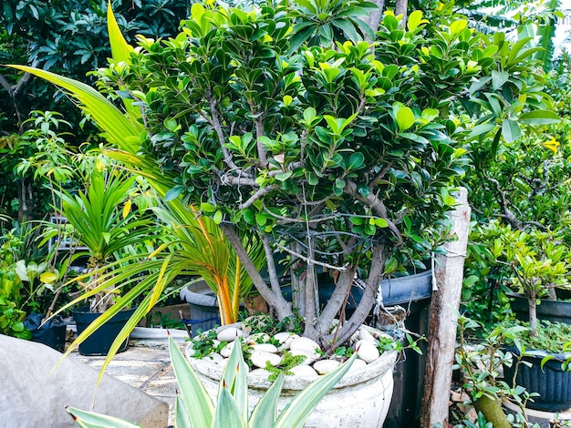 庭の背景と壁紙の盆栽
