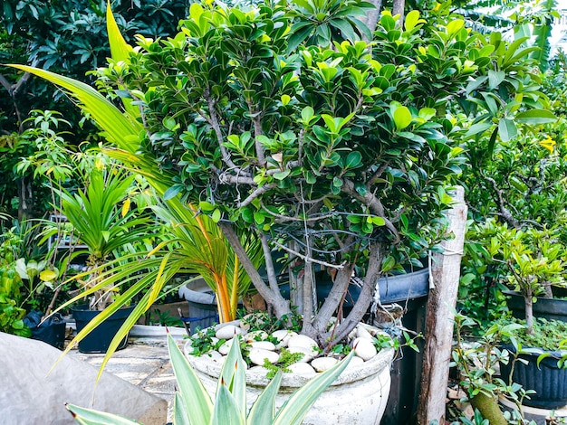 bonsai tree in the garden background and wallpaper