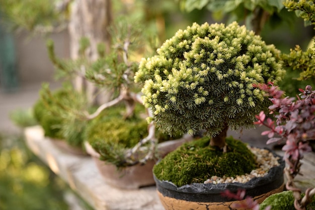 Bonsai tree growing in a pot outside in a garden