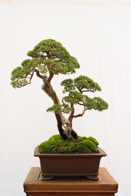 Foto albero bonsai isolato su sfondo bianco