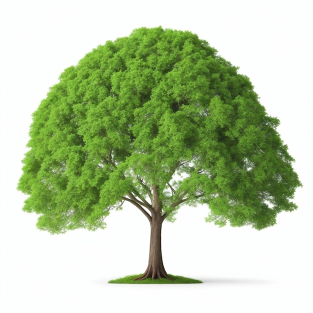 bonsai tree isolated on white background