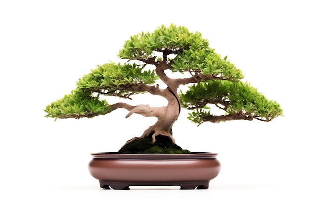 Bonsai tree isolated on white