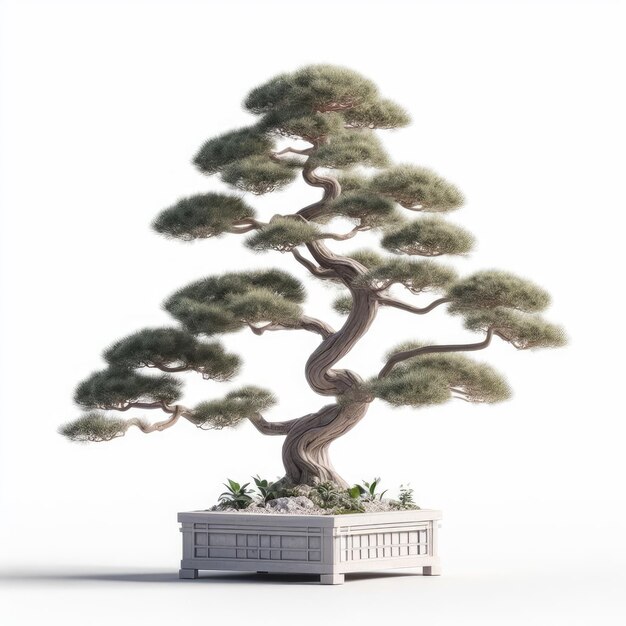 bonsai tree isolated