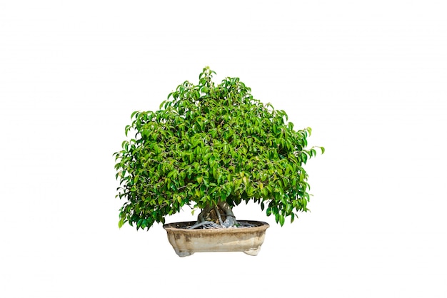 Bonsai tree isolated