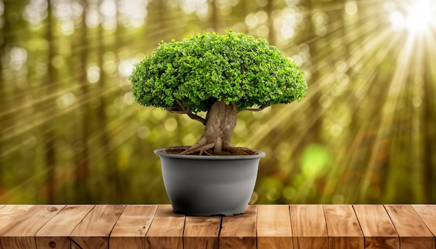 Bonsai tree in a pot on the table