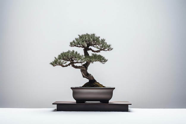 A bonsai tree in a pot on a table