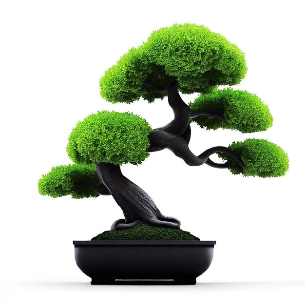 bonsai tree in a pot on a white background