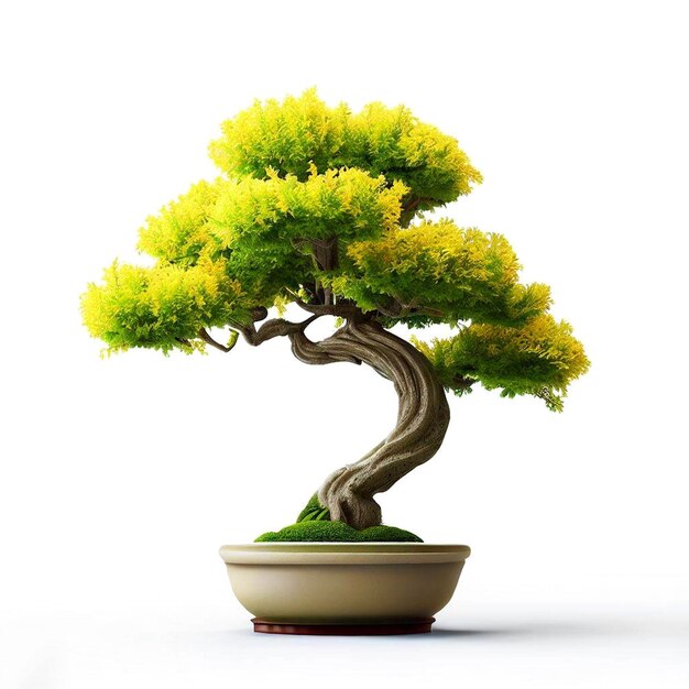 bonsai tree in a pot on a white background