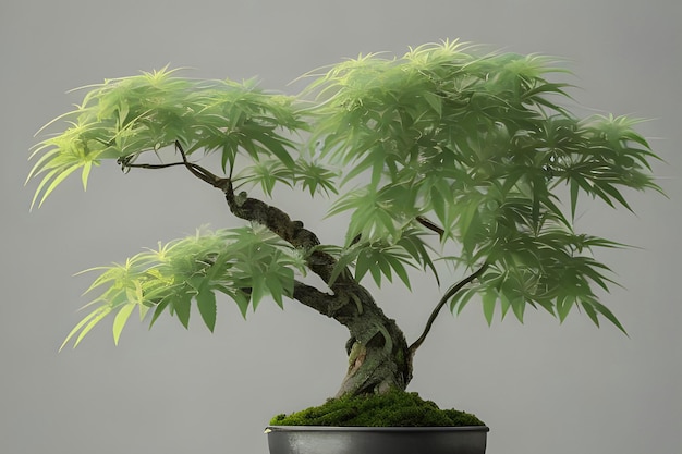 A bonsai tree in a pot with the leaves on it