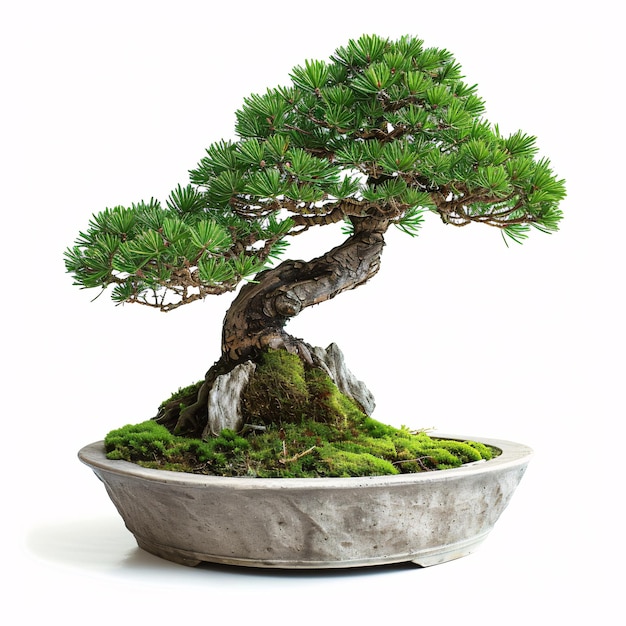 a bonsai tree in a pot