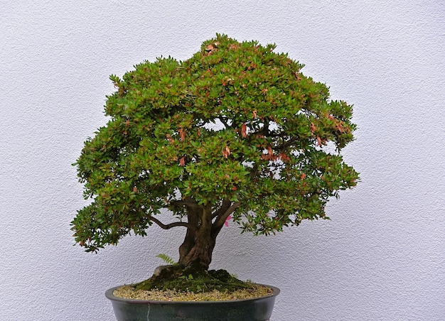 bonsai tree in a pot