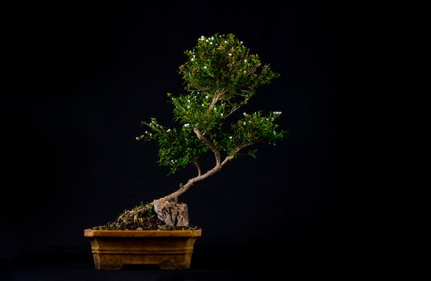 테이블에 bonsai 나무