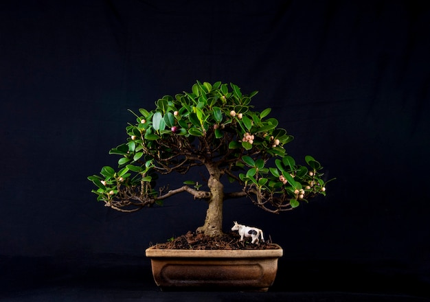 테이블에 bonsai 나무