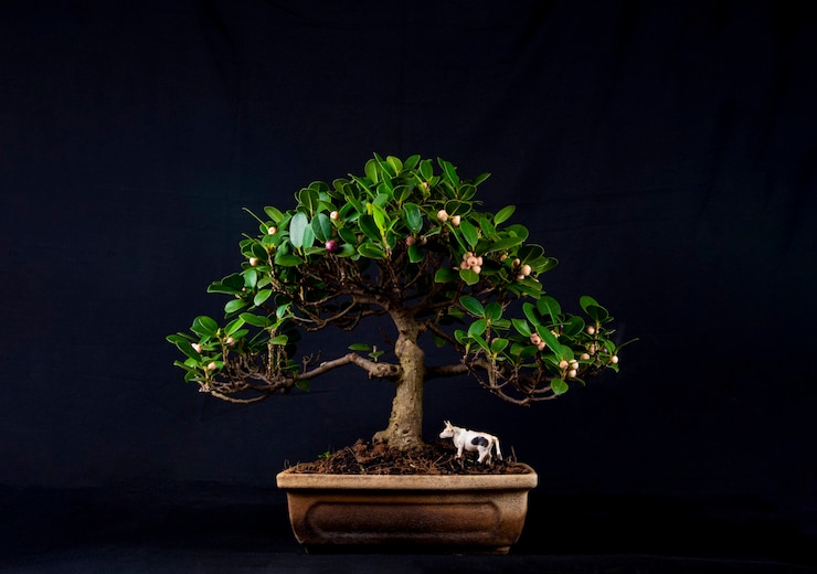 Photo bonsai tree on a table