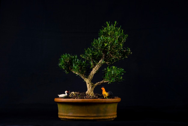 테이블에 bonsai 나무