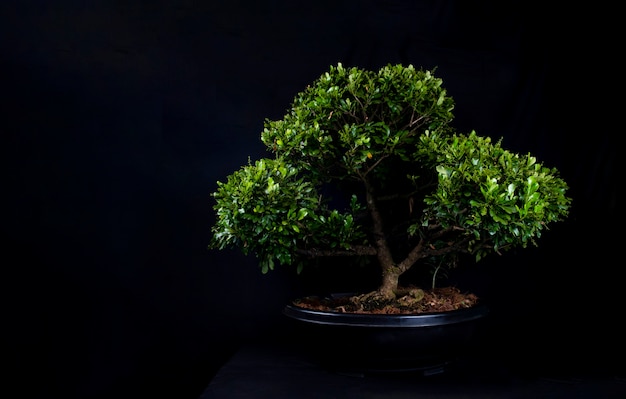 테이블에 bonsai 나무