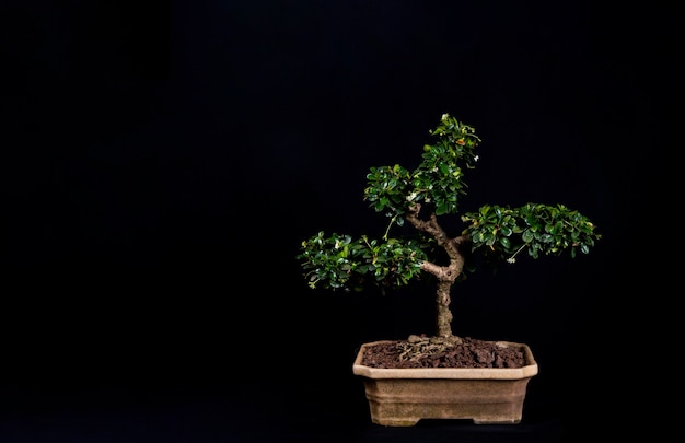 테이블에 bonsai 나무