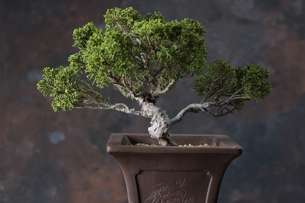 Bonsai tree, typical of Japanese culture