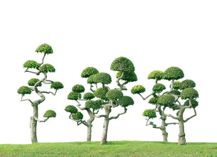 Photo 색 배경 에 있는 본사이 나무