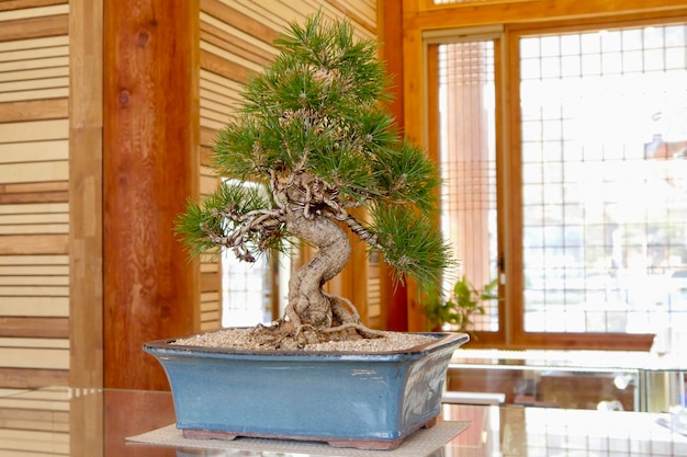 Foto albero di bonsai