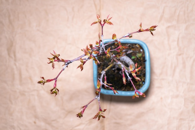 Foto albero di bonsai