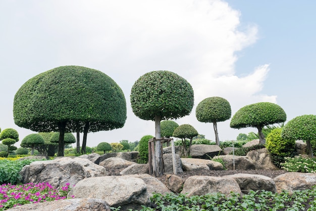 Bonsai trees in the garden