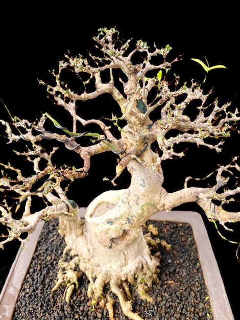 Photo bonsai on a wooden surface with sunlight shining through horizontal blind