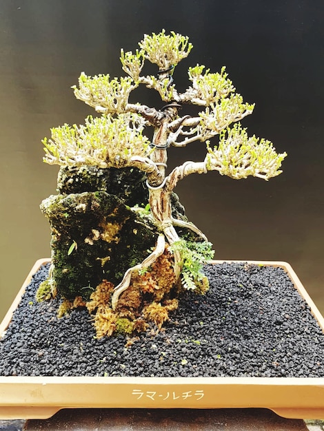 Bonsai on a wooden surface with sunlight shining through horizontal blind