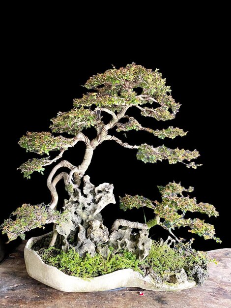 Bonsai on a wooden surface with sunlight shining through horizontal blind