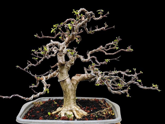 Bonsai on a wooden surface with sunlight shining through horizontal blind