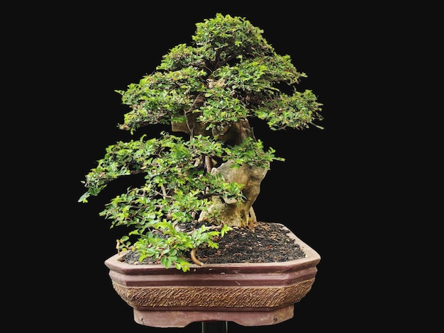 Photo bonsai on a wooden surface with sunlight shining through horizontal blind