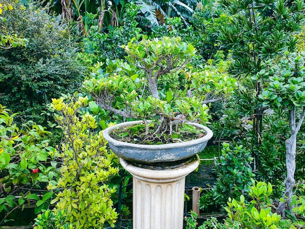 bonsaiboom in de tuinachtergrond en behang