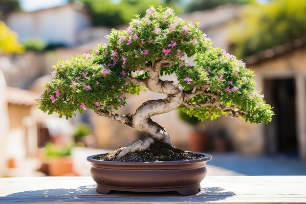 Bonsaiboom in een pot op een tafel in een tuin