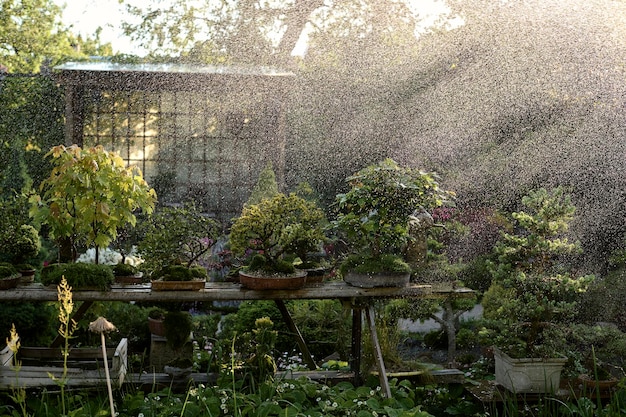 Bonsaiboom onder de regen die in een pot buiten in een tuin op een achtergrond van een tuinhuisje groeit