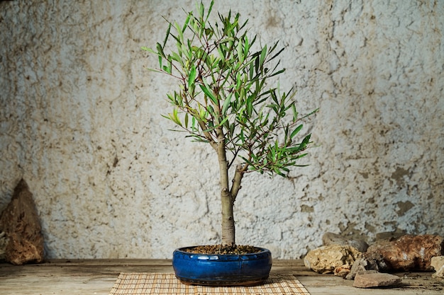Bonsaiboom op een houten tafel