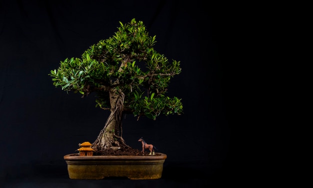 Bonsaiboom op een tafel