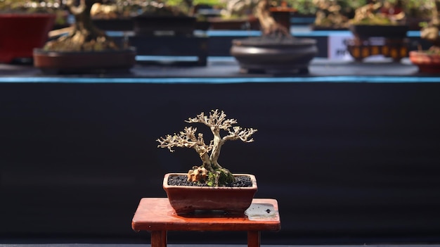 Bonsaiplanten die op wedstrijden of festivals staan. De kunst van het dwergplanten uit Japan. Bonsai boom.