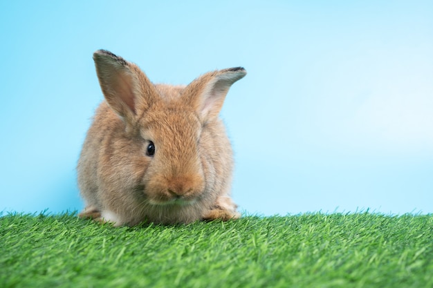 Bont en pluizig schattig zwart konijn