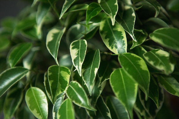 Bont gebladerte van ficus Benjamin in een ronde pot close-up Groeiende kamerplanten in potten groen woondecoratie zorg en teelt