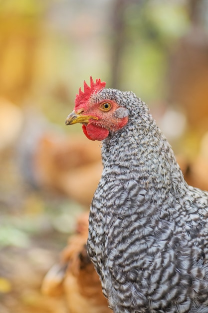 Bont kip Amrock in de natuur