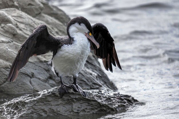 Bonte aalscholver (phalacrocorax varius)