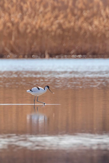 Bonte Avocet in het water op zoek naar voedsel Recurvirostra avosetta