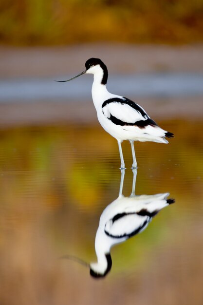 Bonte Avocet, Recurvirostra avosetta