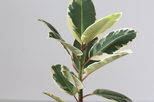 Bonte Ficus struik kamerplant binnen op de grijze achtergrond