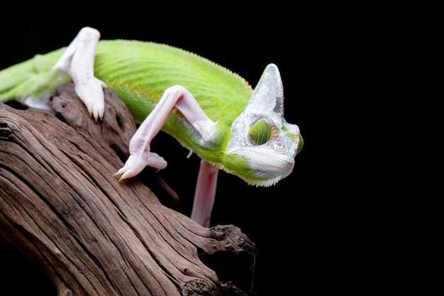 Bonte gesluierde kameleon close-up op zwarte achtergrond