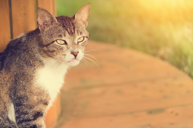 Bonte grijze en witte kat op een houten ronde basis in het zonnige park